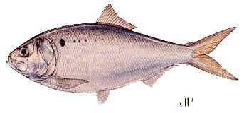 baitfi16.jpg (7091 bytes)