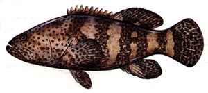 Jewfish.jpg (5999 bytes)
