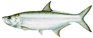tarpon.jpg (13571 bytes)