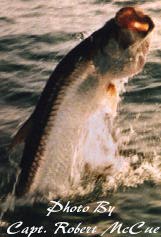 Florida fishing guide / charters on the saltwater flats and backcountry of Tampa, Tampa Bay, Clearwater, St. Petersburg, Orlando and Disney area. Light tackle and fly fishing